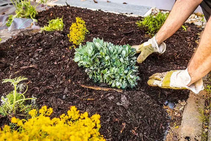 How Long Does Mulch Last in Chico, CA