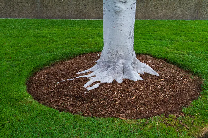 Mulching in Chico, CA