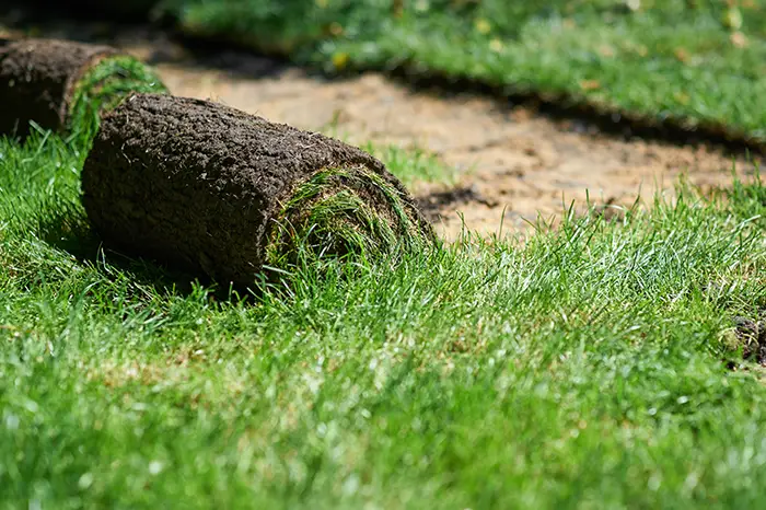 how long after installing sod can you walk on it in Chico, CA